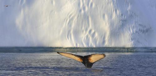 Whale