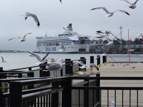 gulls-g6424d6770_1920_Deczky Katalin