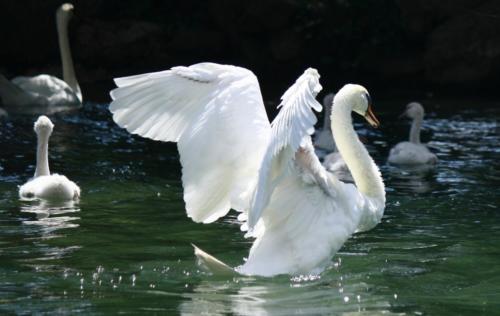 swan-gda5633a87_1920